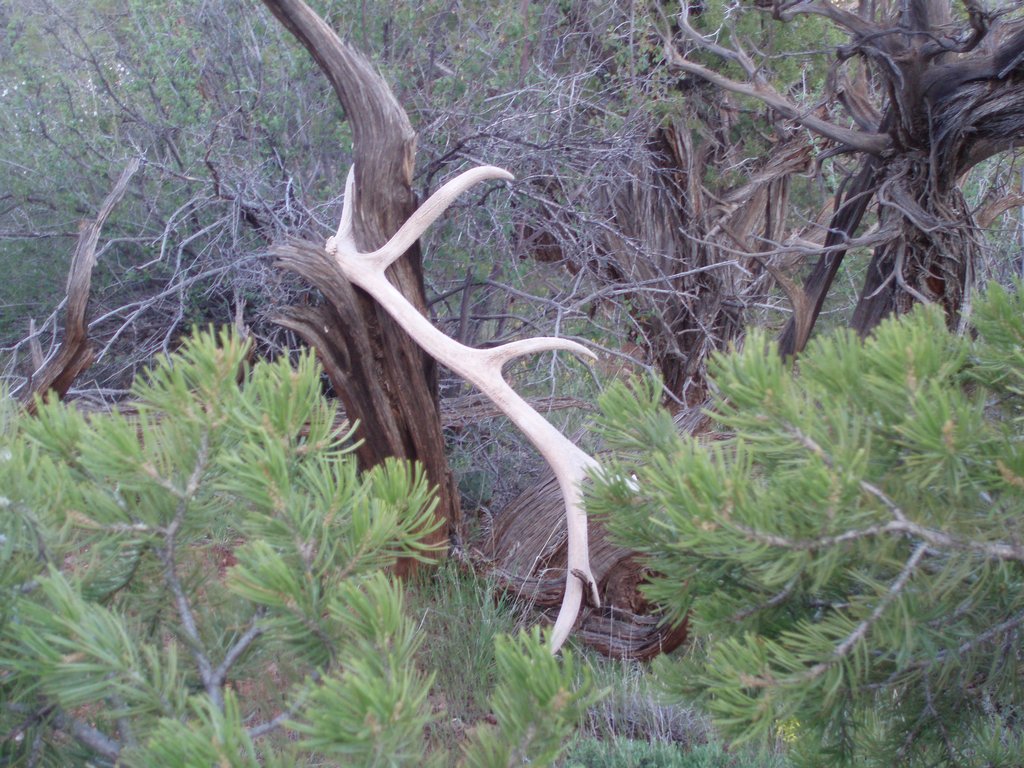 cool looking elk A.T.L. from a 350 class bull