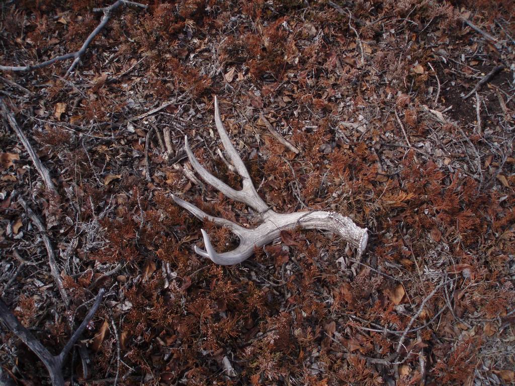 10 point hardwhite single 90&amp;quot; shed, you can&#039;t see 3 cheaters out the back from this angle