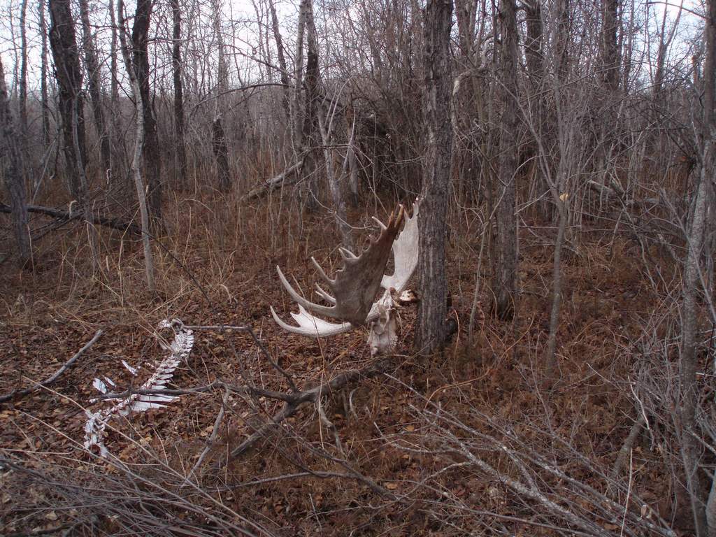 another view giant dead bull