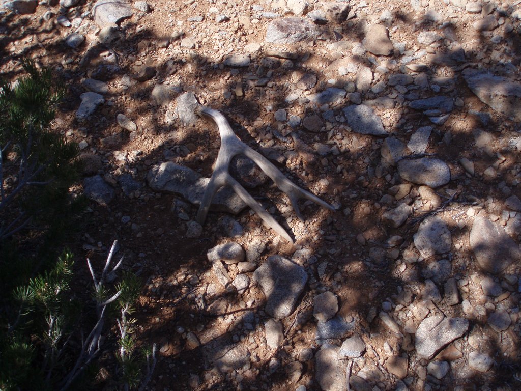 nice brown 4 pt. A.T.L.