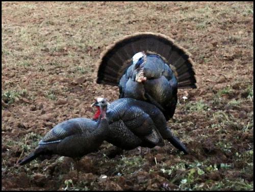 Re: CA Gobblers...