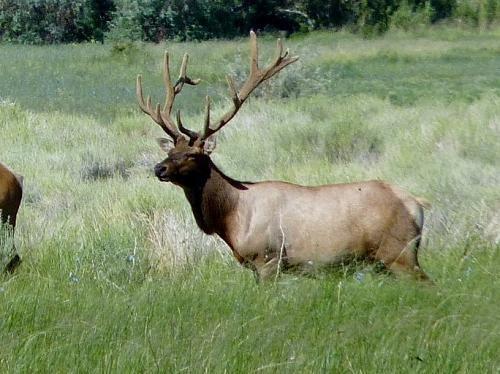 Re: Tule Elk