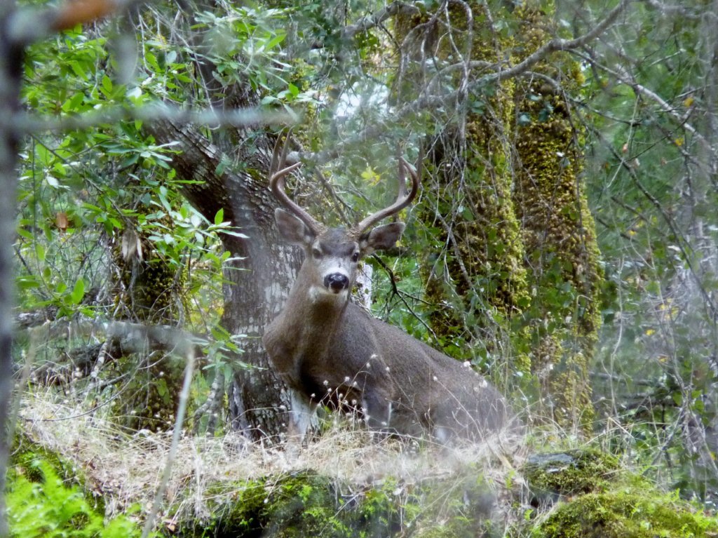 Blacktails!