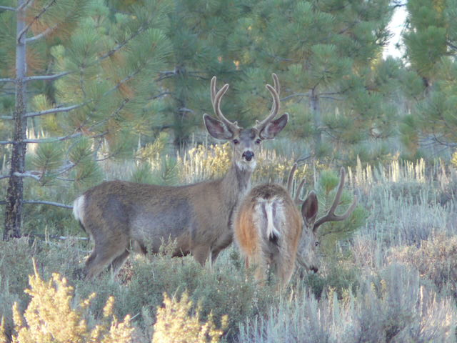 Re: How many mulies do you see on an average hunt?