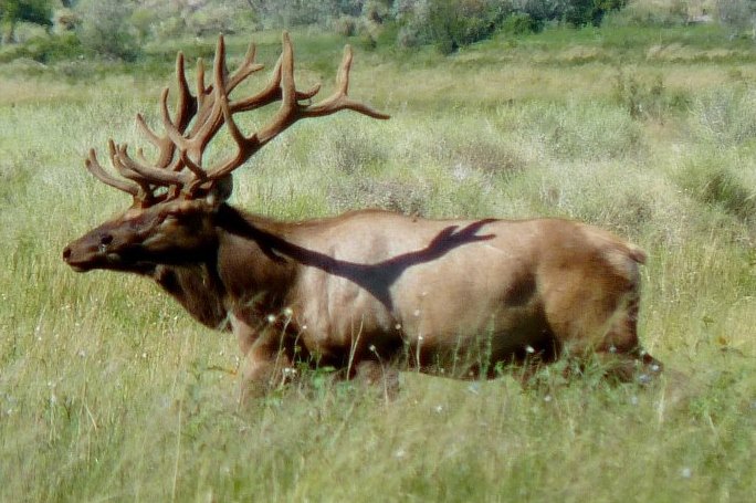 Re: Tule Elk