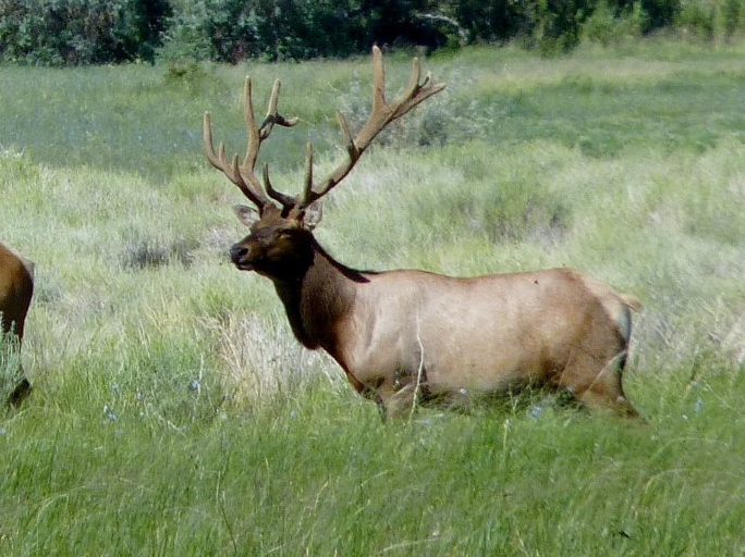 A Tule Elk Scouting Trip...