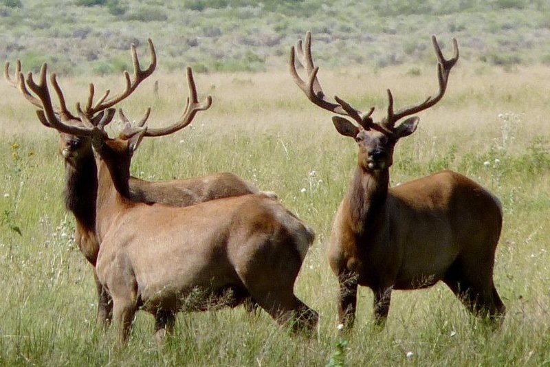 Tule Elk