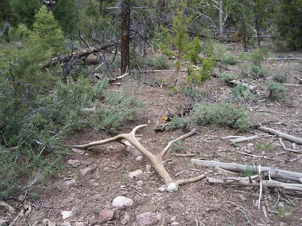 Nevada Elk Trip