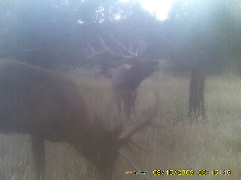 checked my trail camera