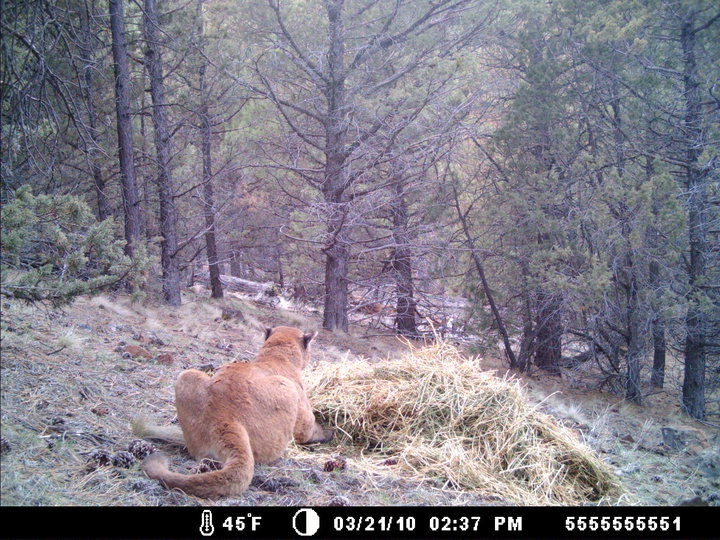 Spring Cougar Pic