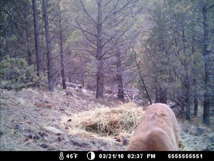 Spring Cougar Pic