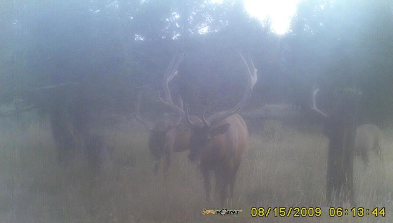 checked my trail camera