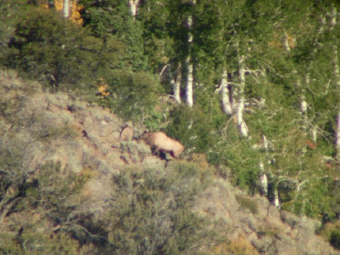 Big Nevada Bull