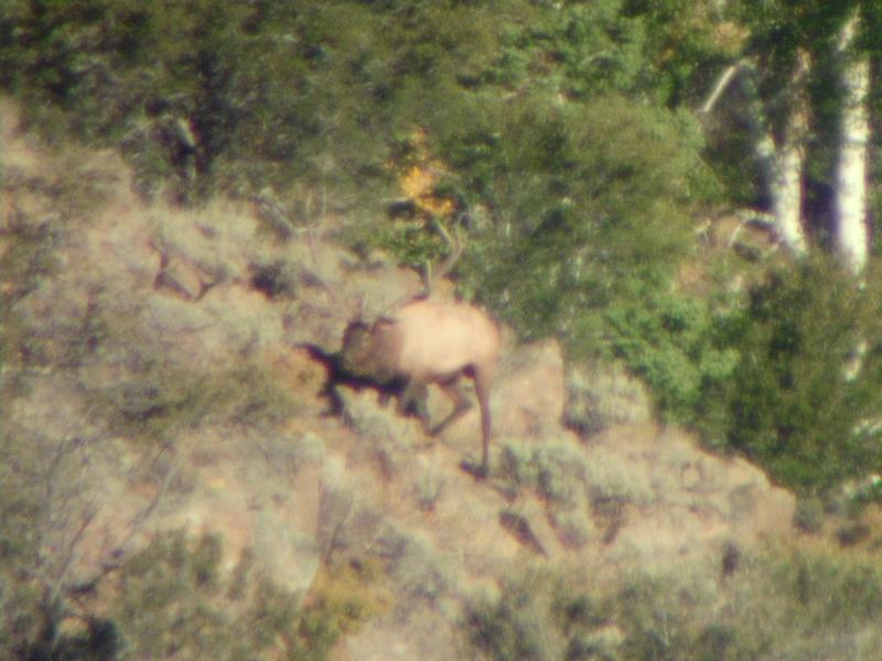 Big Nevada Bull