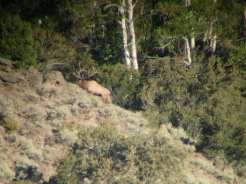 Big Nevada Bull