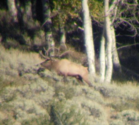 Big Nevada Bull