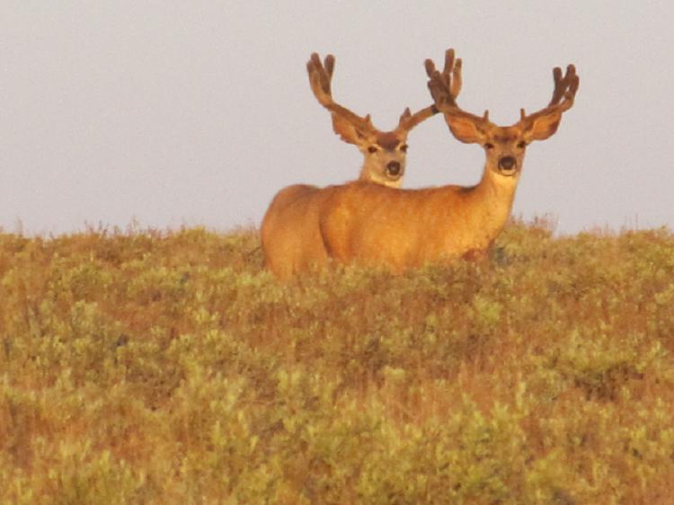 Nice archery bucks.