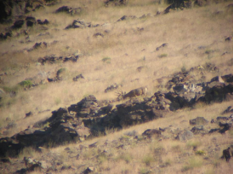 This is a buck in area 043-046. The picture was taken during the archery season. He was never killed last year so hopefully I can find him this year.