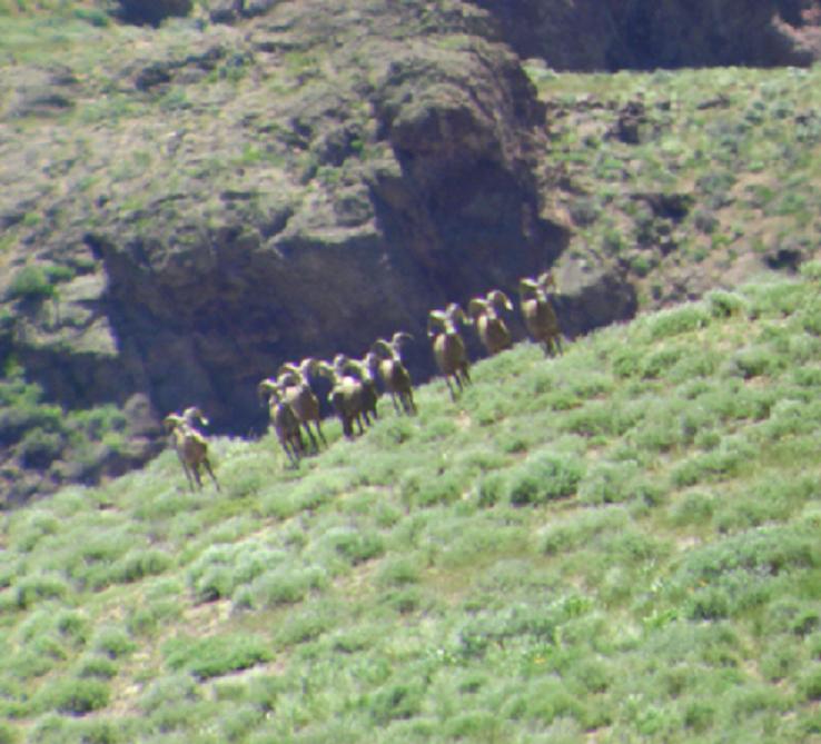 Nevada Cailfornia Bighorn Sheep