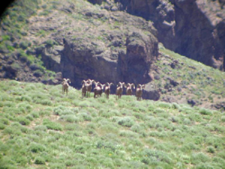 Nevada Cailfornia Bighorn Sheep