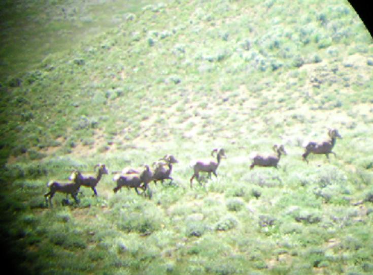 Nevada Cailfornia Bighorn Sheep