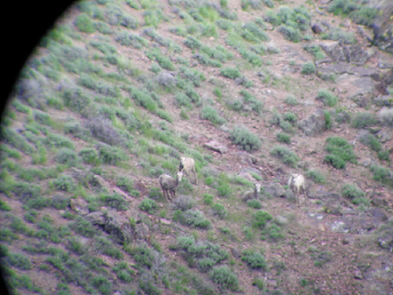 Nevada Cailfornia Bighorn Sheep