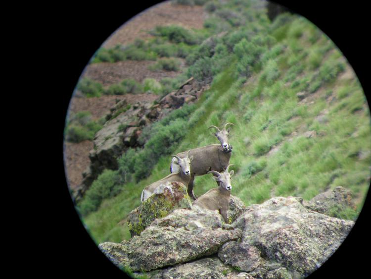 Nevada Cailfornia Bighorn Sheep Part 2