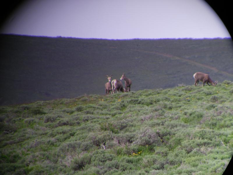 Nevada Cailfornia Bighorn Sheep Part 2