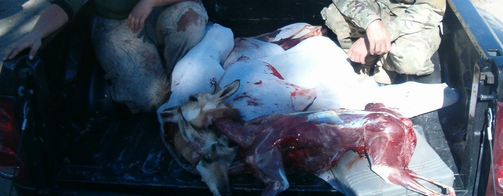 Re: Wyo Antelope Success! Thanks Snakeriver Marksman