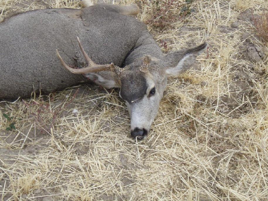 Re: POST YOUR 08 MULEY HERE