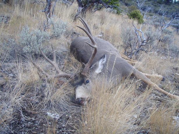 High Country Muley! Best Buck Yet!