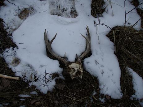 Mountain Lion Kill