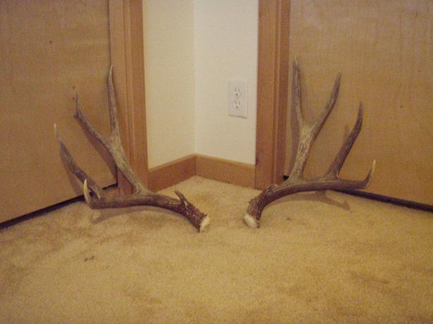 180&amp;quot; Muley Buck