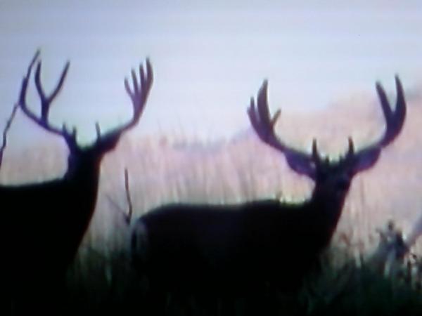 My buck is on the right