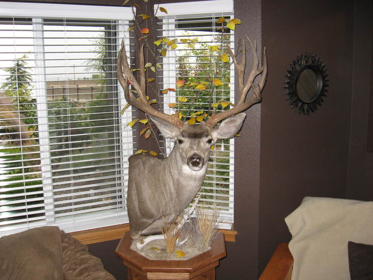 The Steens buck after the Taxidermist had his way with him.