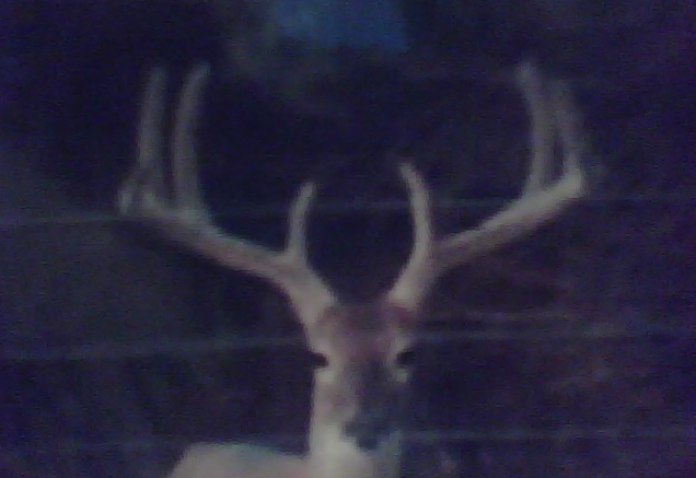 Couple Whitetail Scouting Pics (not the best quality)