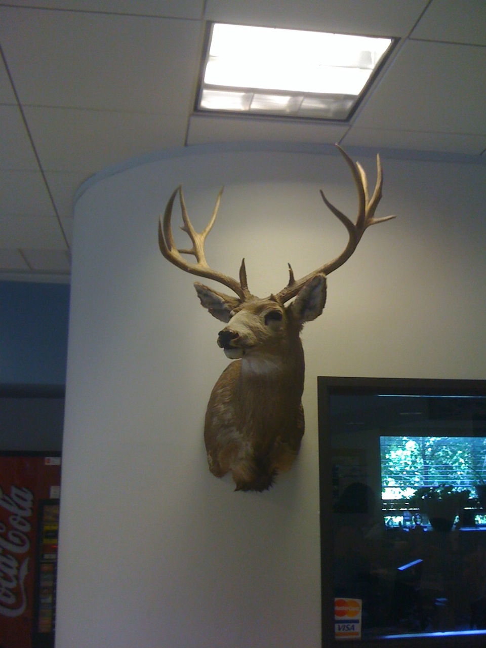 Dad&#039;s NM Mulie from a Few Years Ago