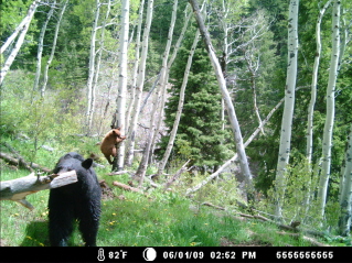 Me and my 10 year old were at the cam 24 hours before they came by. I also removed the rest of the branch so I should get a better shot next time.