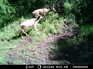 Beras,Bulls, Bucks......and cows