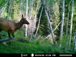 First Tcam - Senond set of Pictures with Bear