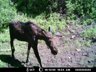 Beras,Bulls, Bucks......and cows