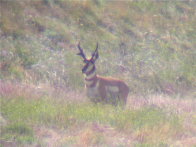 What do you guys think of this buck?