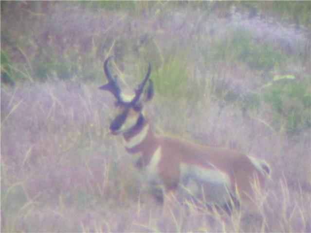 What do you guys think of this buck?