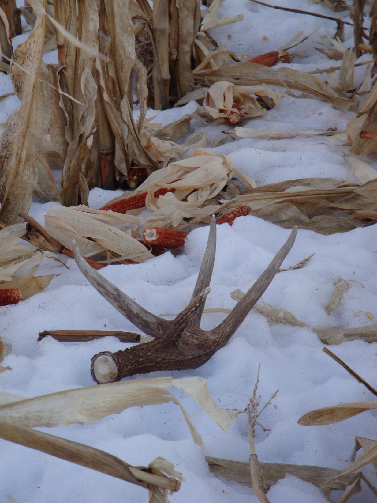 A Few Sheds From Last Year