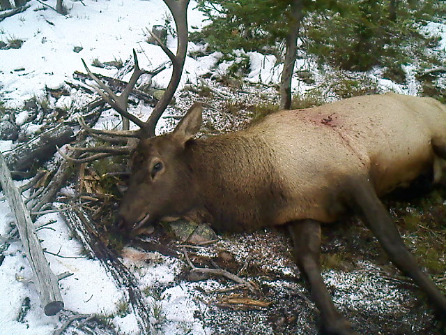 Re: MY FIRST ELK!!!!