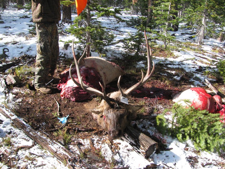 MY FIRST ELK!!!!