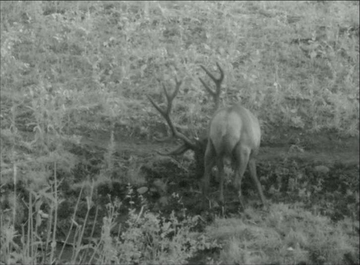 Having fun with the trail cam