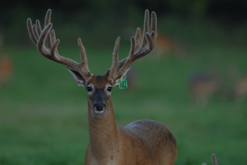 Looking to Trade CO elk hunt for Hunt in OK or Tx