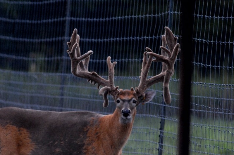 Re: Looking to trade CO. elk hunt for OK. TX hunt