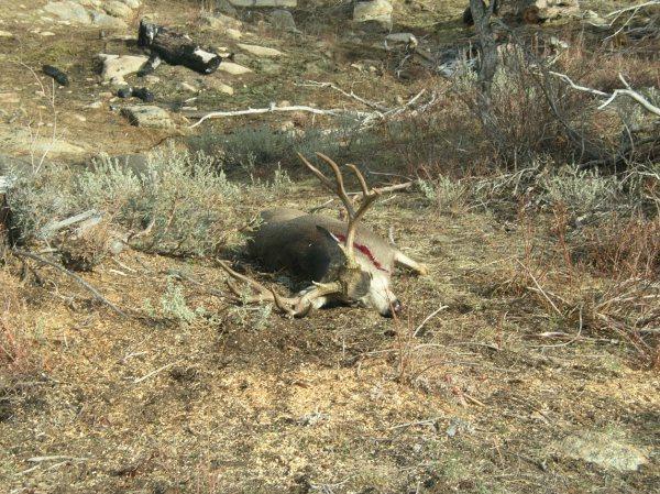 Idaho Buck New Pic added